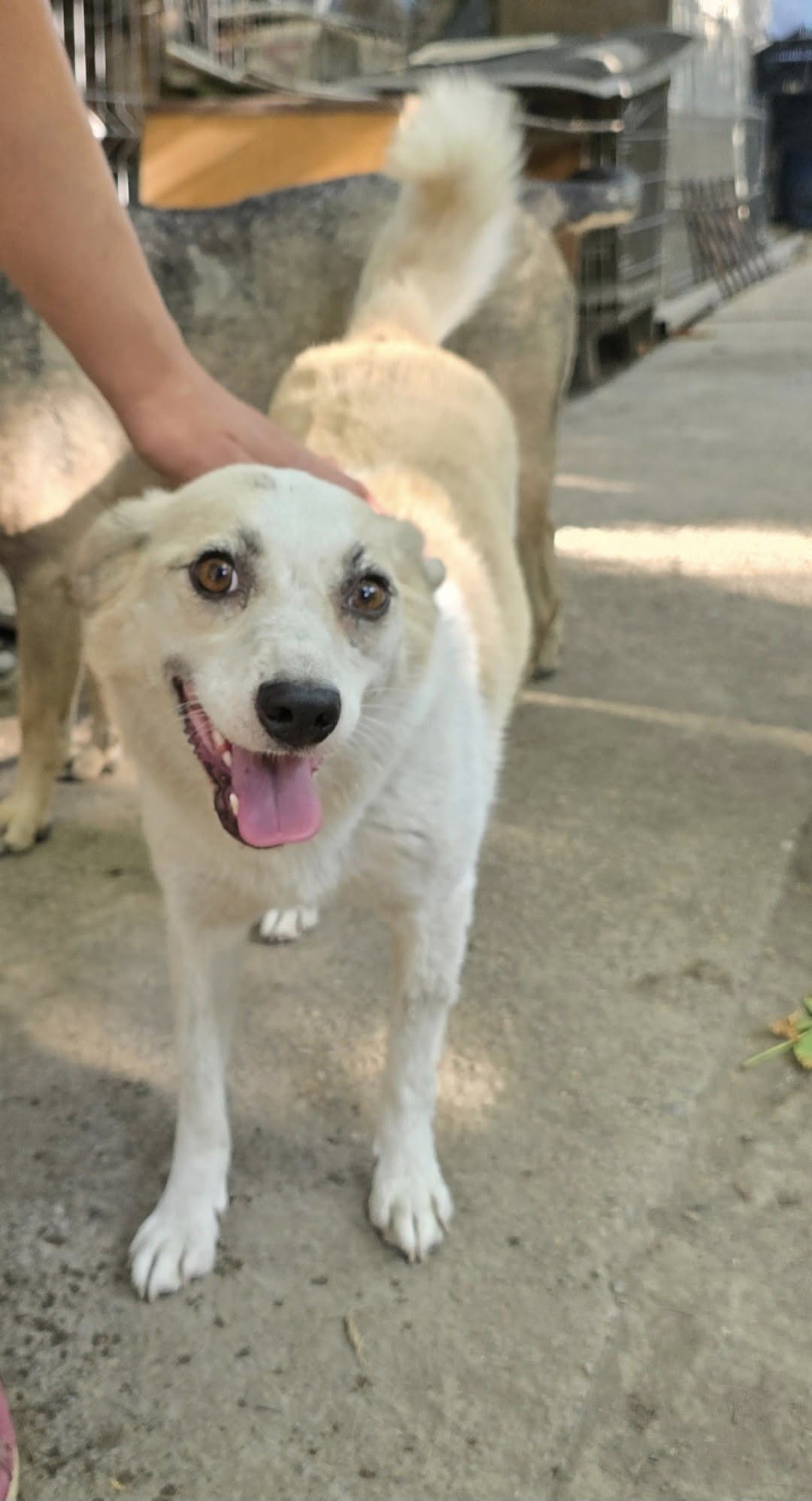 Umbra Canis - Gemeinsam stark für all/t/e Hundeseelen e.V. h...