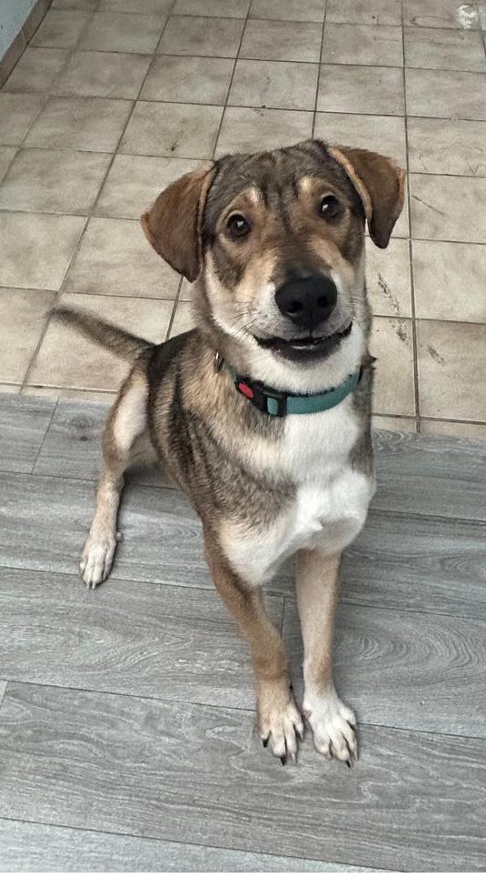 Umbra Canis - Gemeinsam stark für all/t/e Hundeseelen e.V. h...