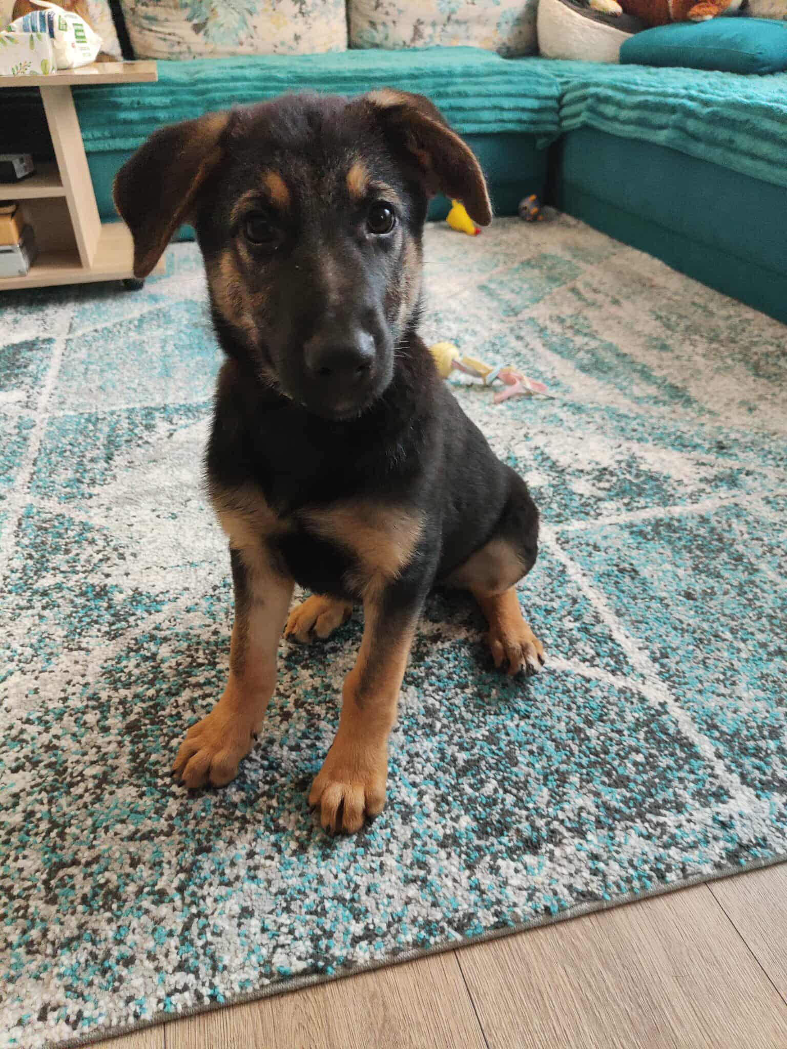 21 glückliche Hundeseelen