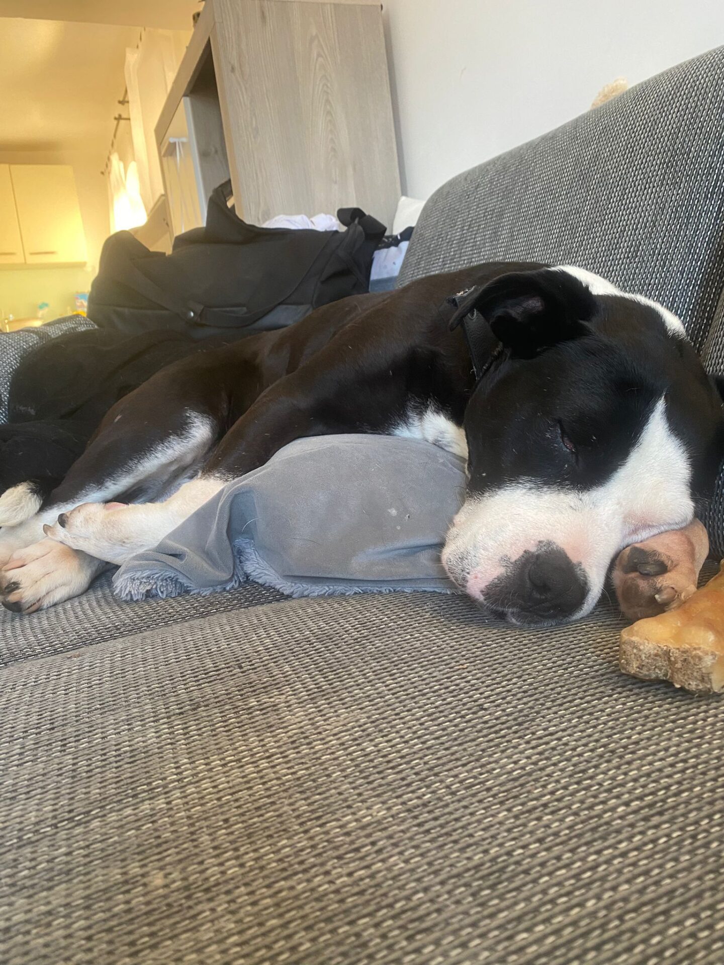 Update zur armen Amstaff-Hündin Leila...