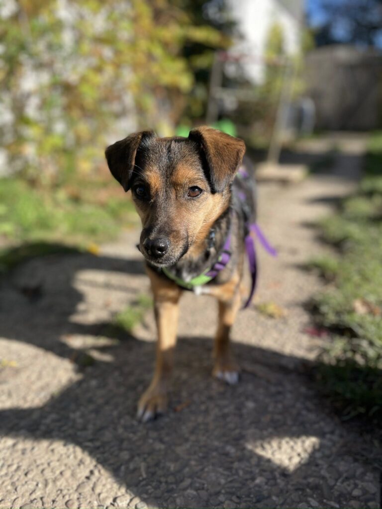 VERMITTLUNGSHILFE FIENCHEN...