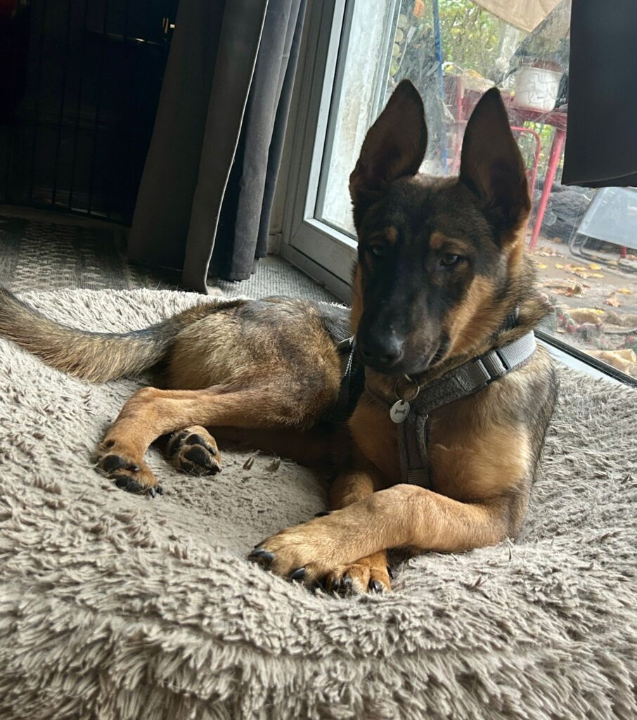 Umbra Canis - Gemeinsam stark für all/t/e Hundeseelen e.V. h...