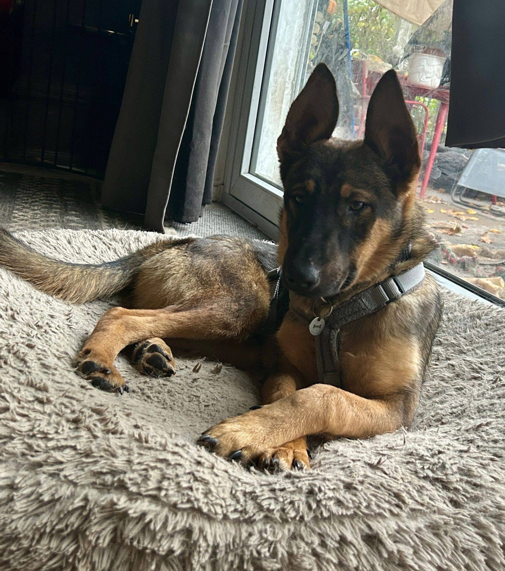 Umbra Canis - Gemeinsam stark für all/t/e Hundeseelen e.V. h...