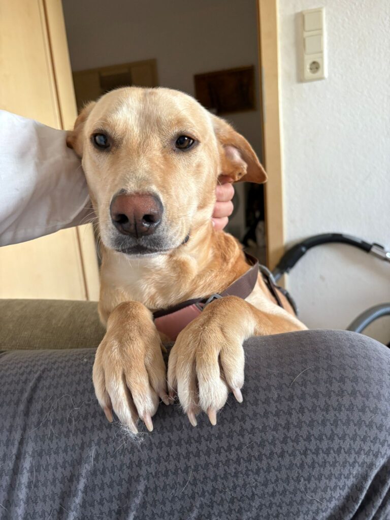 Umbra Canis - Gemeinsam stark für all/t/e Hundeseelen e.V. h...