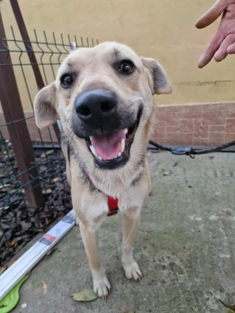 Umbra Canis - Gemeinsam stark für all/t/e Hundeseelen e.V. h...