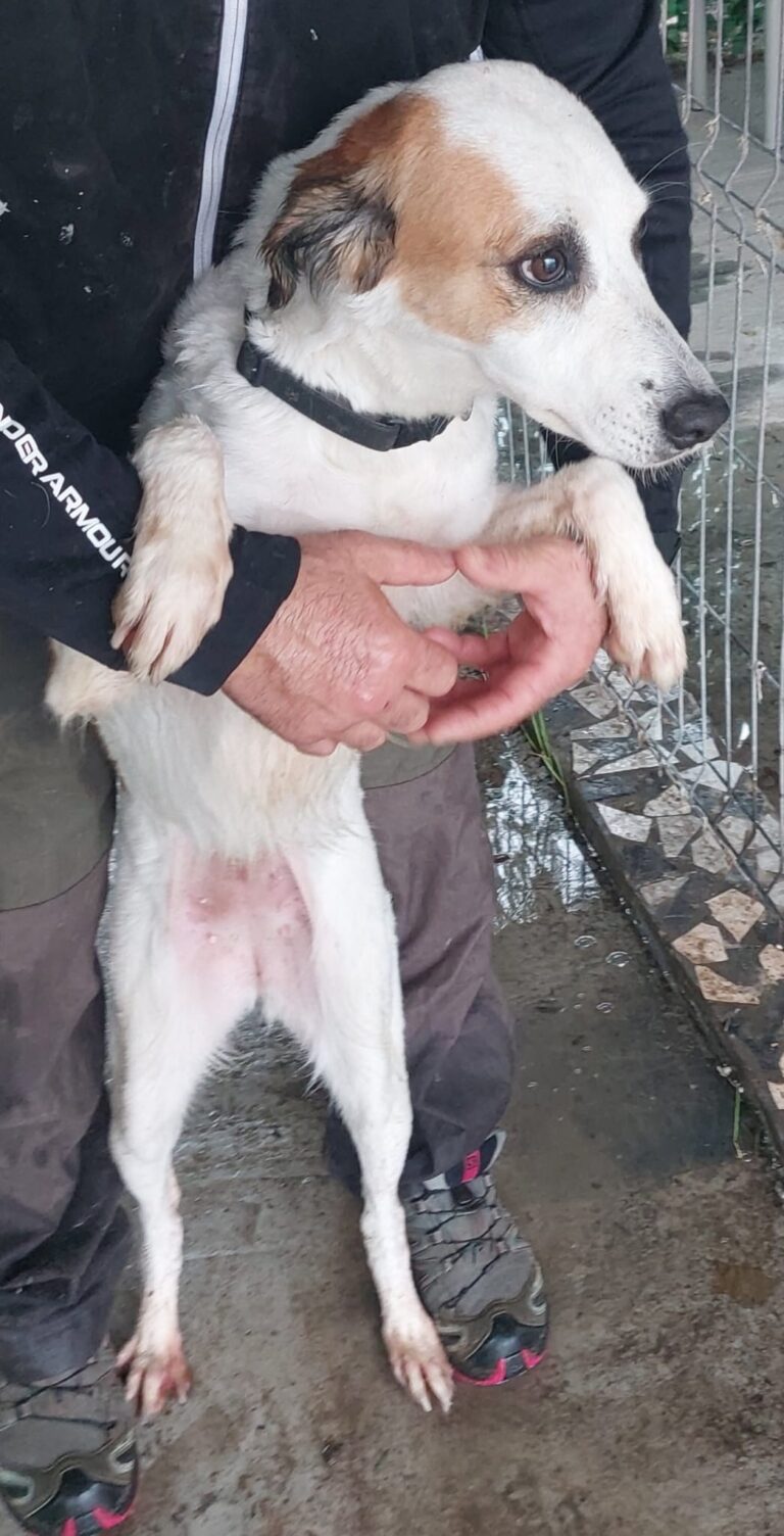 Umbra Canis - Gemeinsam stark für all/t/e Hundeseelen e.V. h...