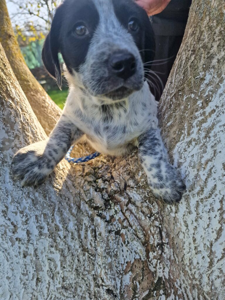Umbra Canis - Gemeinsam stark für all/t/e Hundeseelen e.V. h...