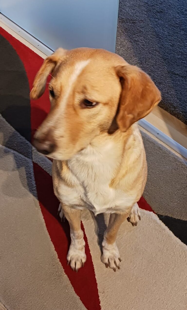 Umbra Canis - Gemeinsam stark für all/t/e Hundeseelen e.V. h...