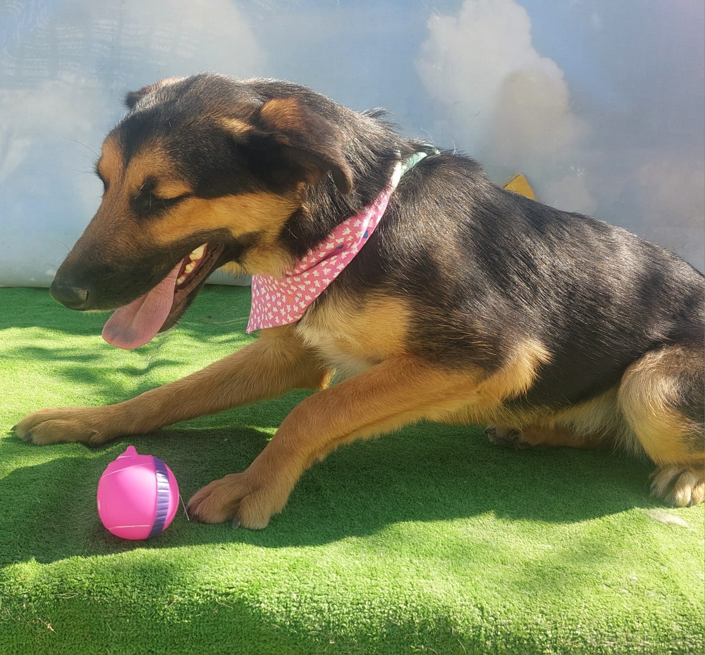 Umbra Canis - Gemeinsam stark für all/t/e Hundeseelen e.V. h...