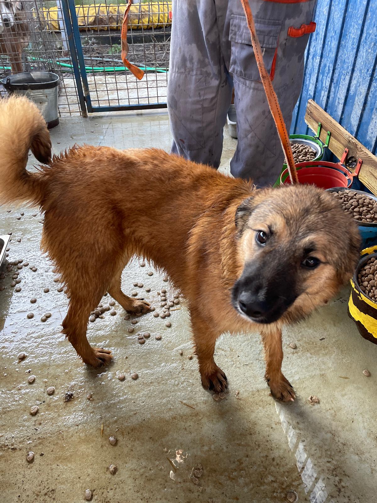 Umbra Canis - Gemeinsam stark für all/t/e Hundeseelen e.V. h...