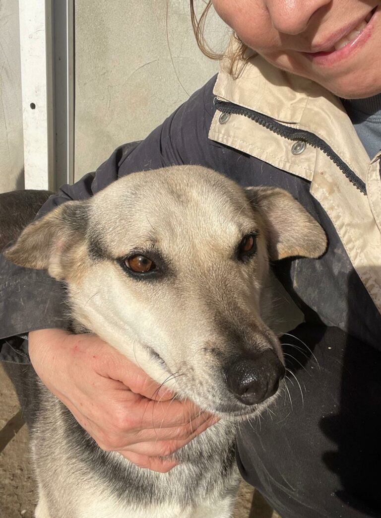 Umbra Canis - Gemeinsam stark für all/t/e Hundeseelen e.V. h...