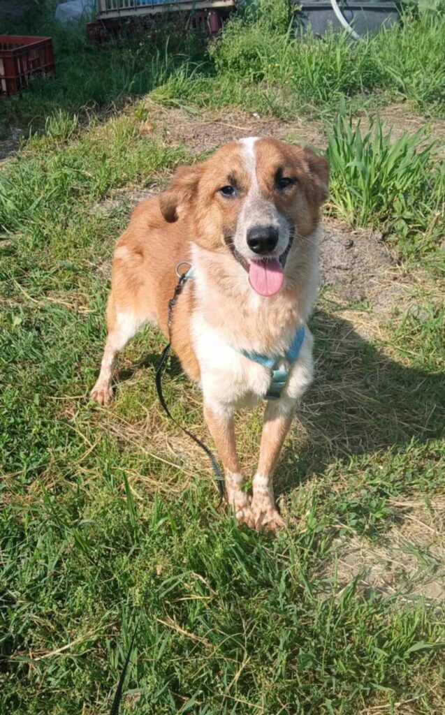 Flieg frei, lieber Kiko !...