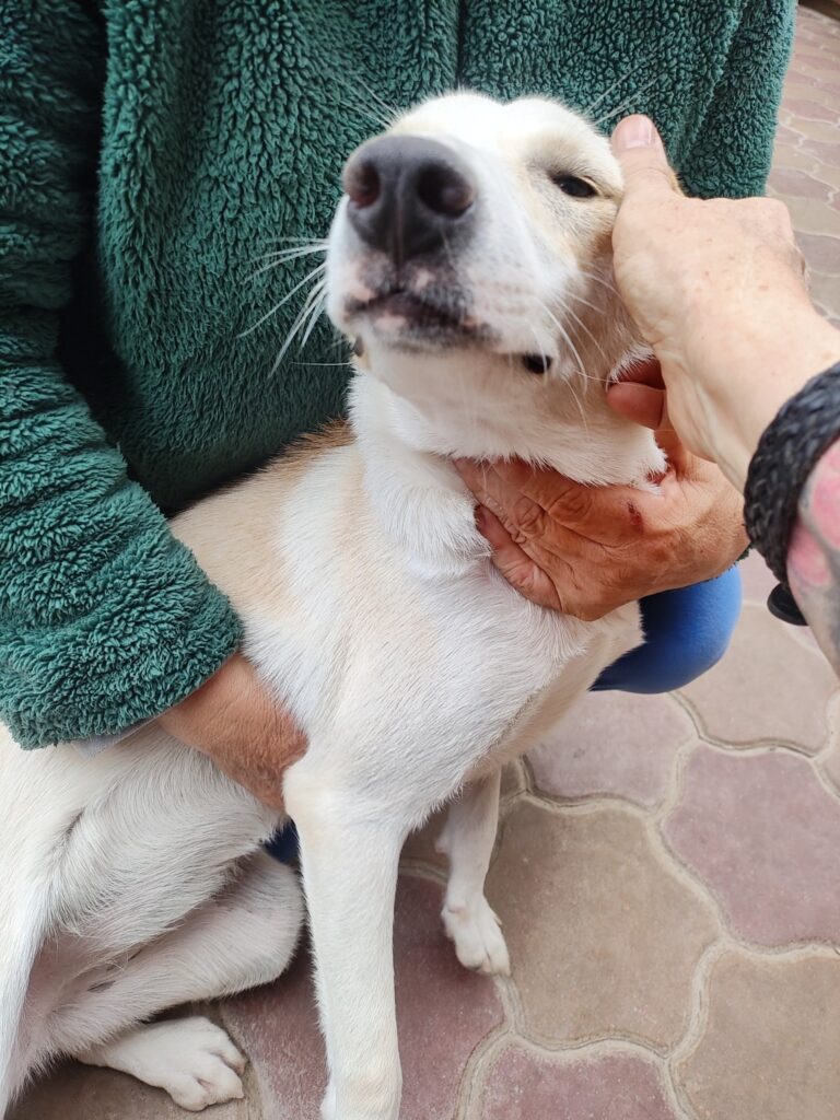 Umbra Canis - Gemeinsam stark für all/t/e Hundeseelen e.V. h...