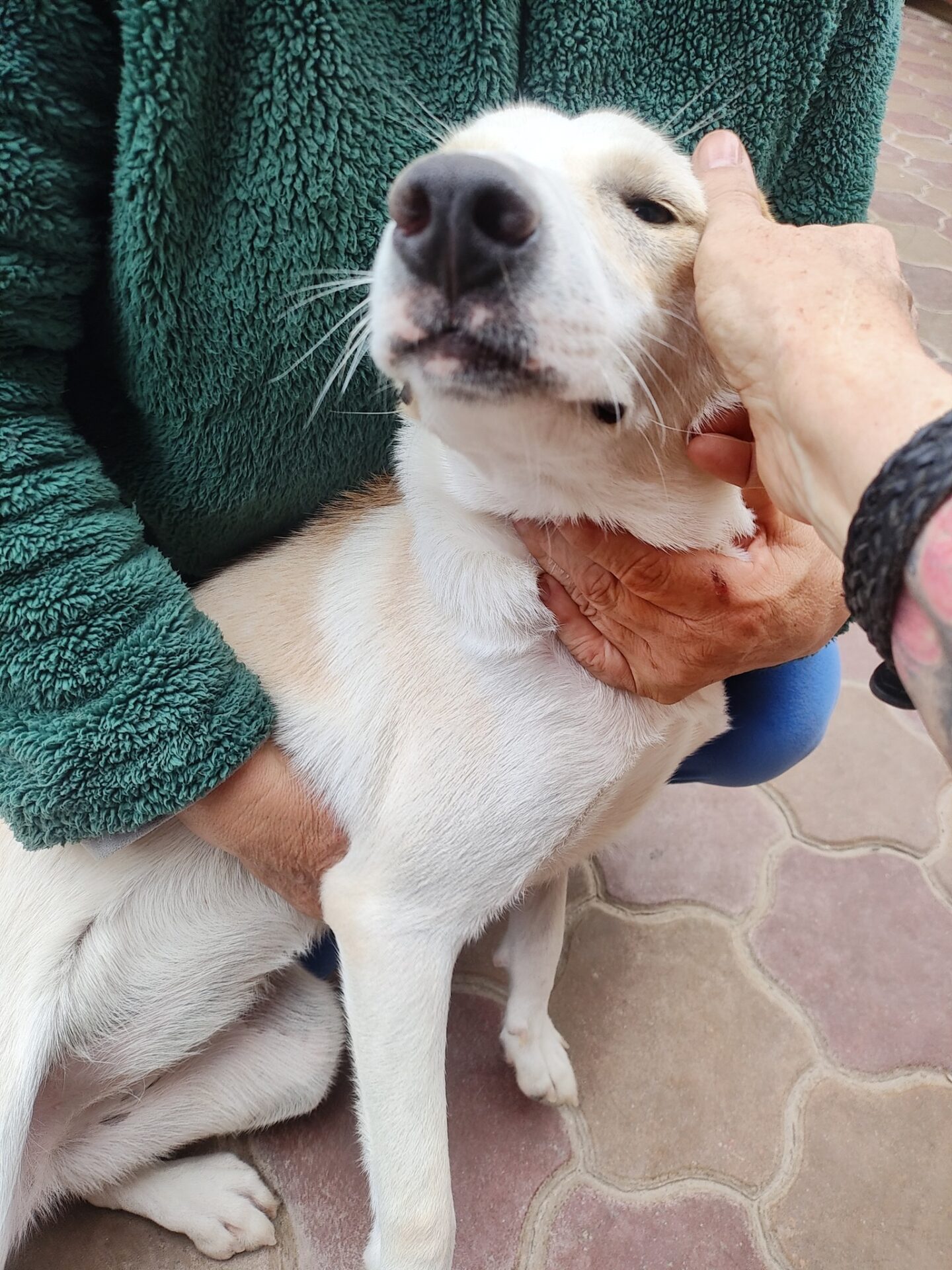 Umbra Canis - Gemeinsam stark für all/t/e Hundeseelen e.V. h...