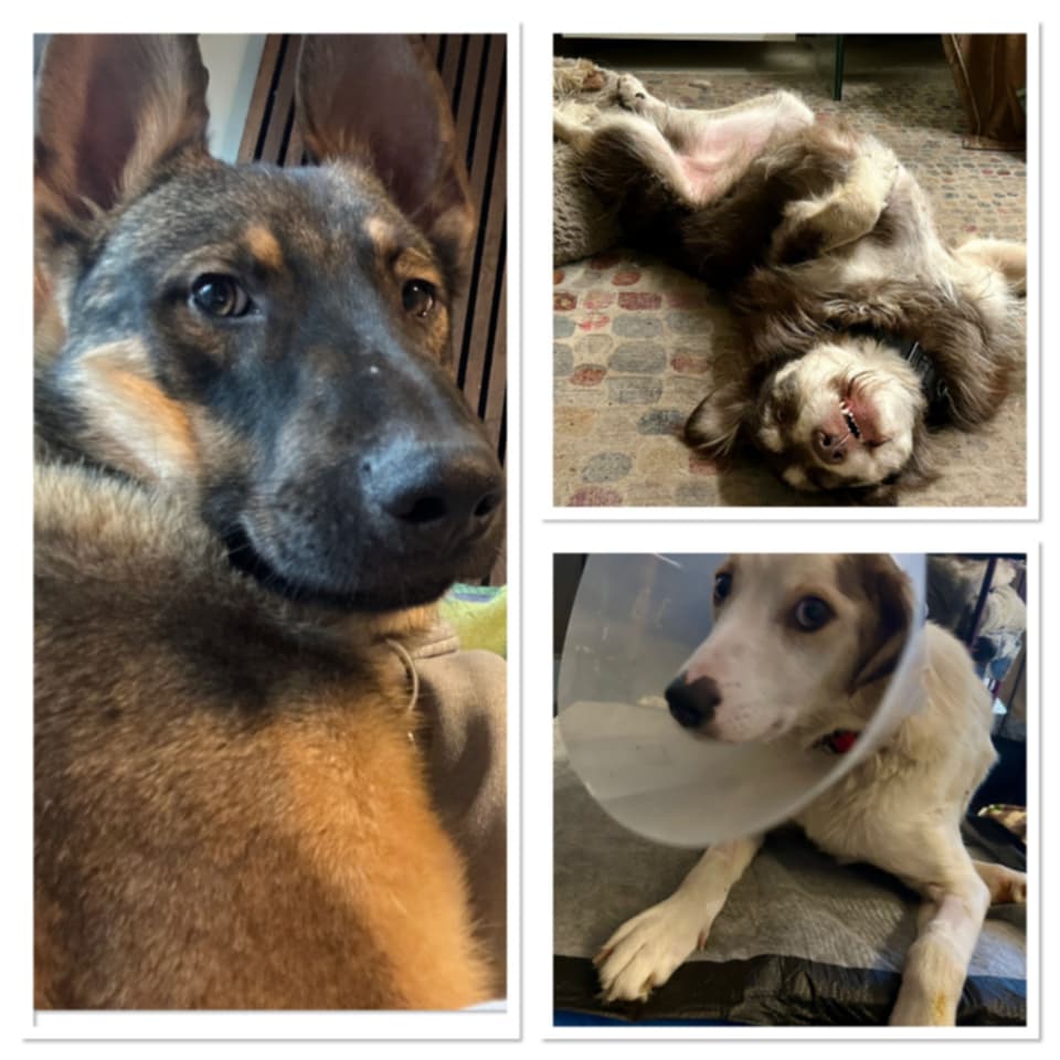 Unsere drei Reha-Patienten Lewis, Red und Pia haben Weihnach...