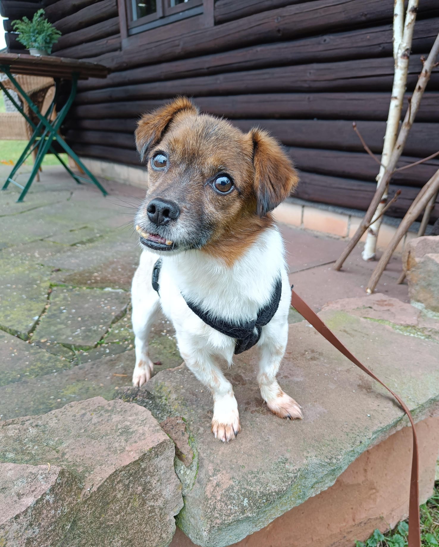 Unsere schönsten Weihnachtsgeschenke sind fröhliche Hunde- u...