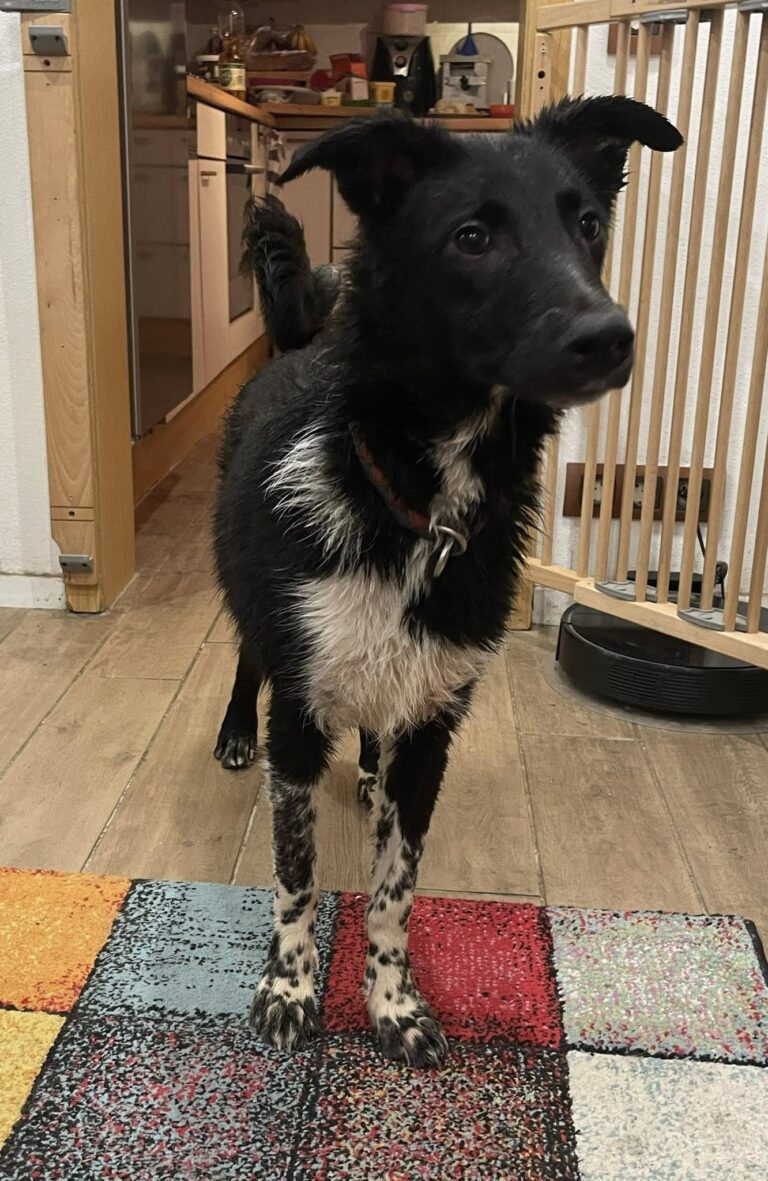 VERMITTLUNGSHILFE KIERAN...