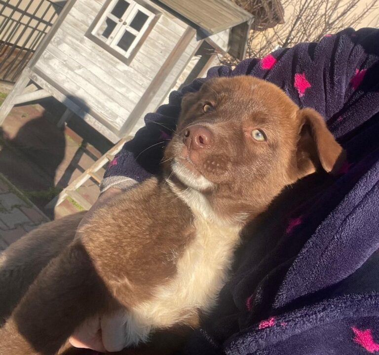 Umbra Canis - Gemeinsam stark für all/t/e Hundeseelen e.V. h...