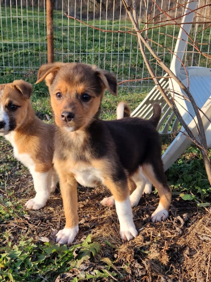 Umbra Canis - Gemeinsam stark für all/t/e Hundeseelen e.V. h...