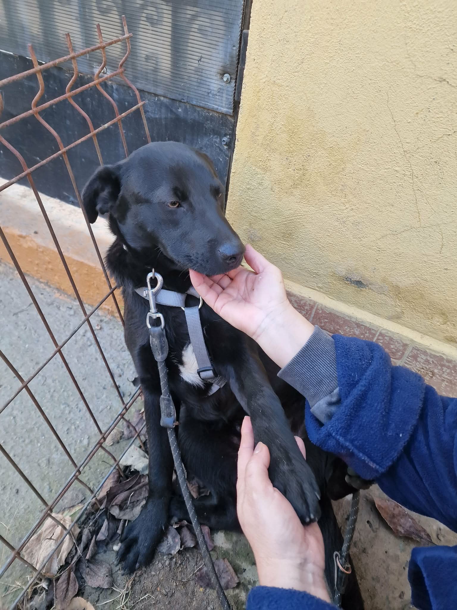 Umbra Canis - Gemeinsam stark für all/t/e Hundeseelen e.V. h...