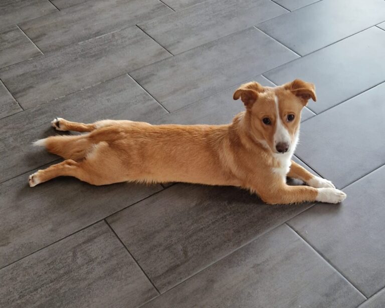 Umbra Canis - Gemeinsam stark für all/t/e Hundeseelen e.V. h...