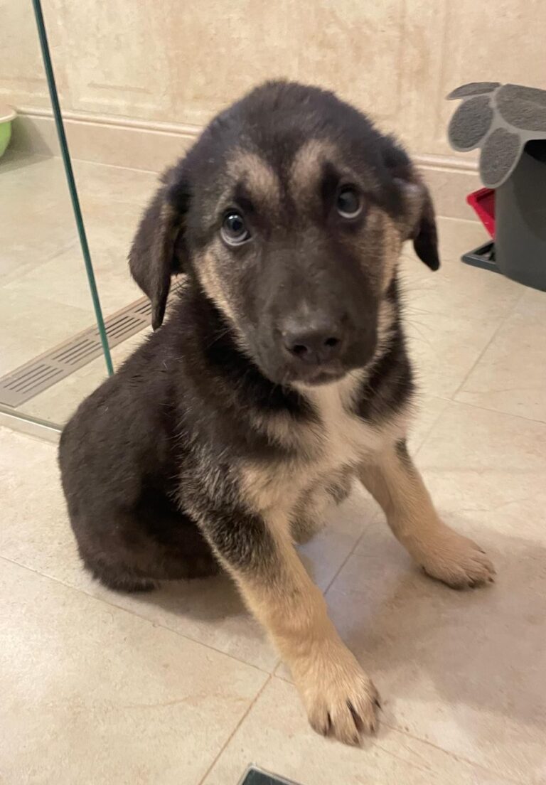 Umbra Canis - Gemeinsam stark für all/t/e Hundeseelen e.V. h...