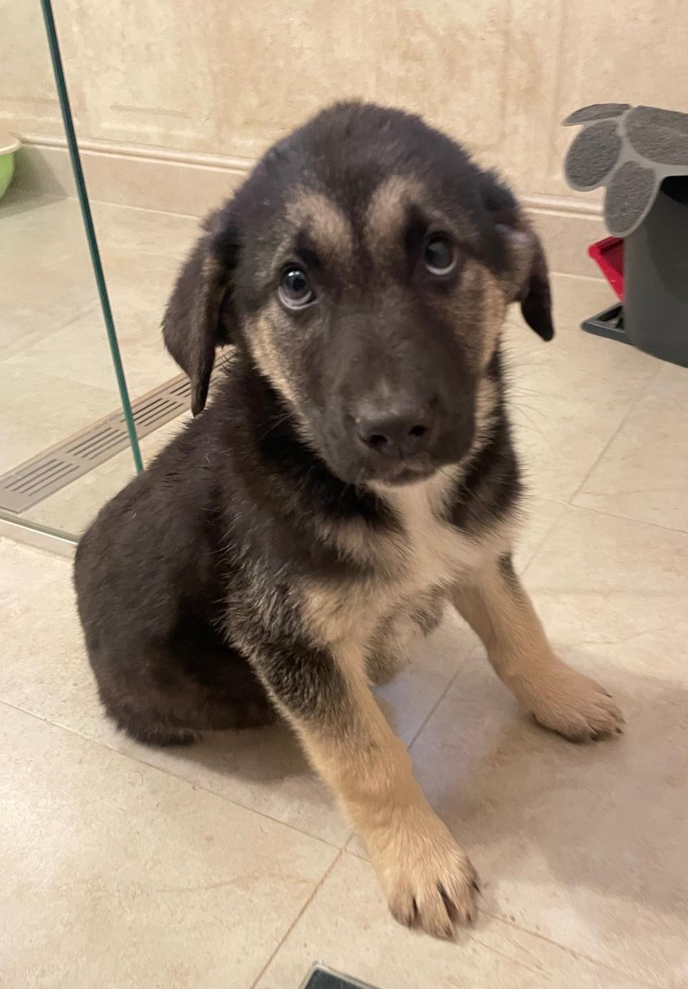 Umbra Canis - Gemeinsam stark für all/t/e Hundeseelen e.V. h...