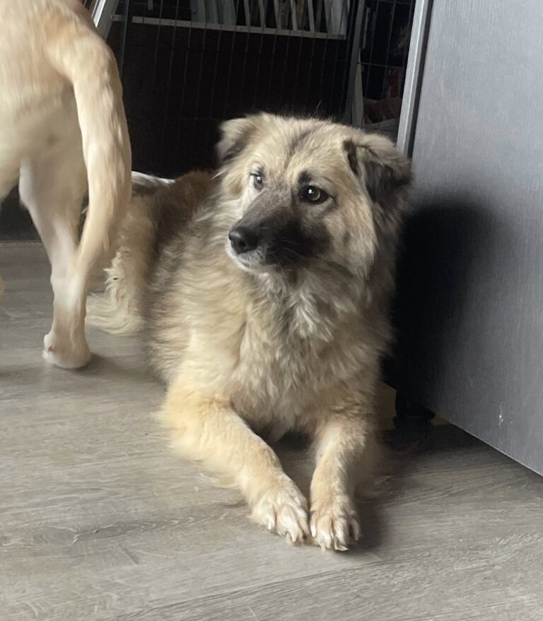 VERMITTLUNGSHILFE HONEY...