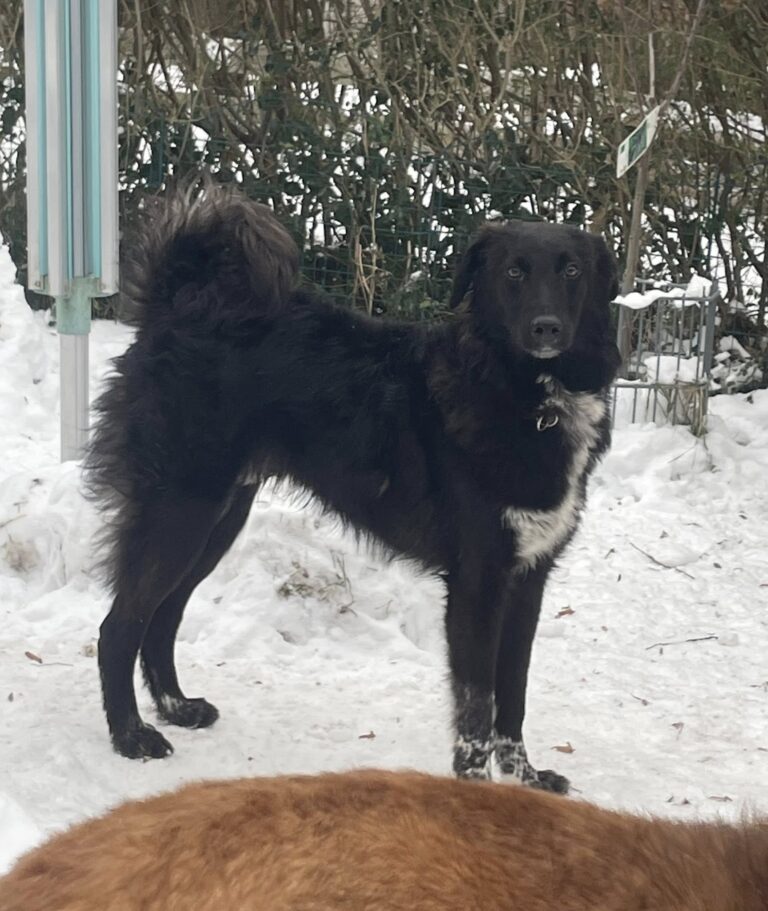 VERMITTLUNGSHILFE LEVI...