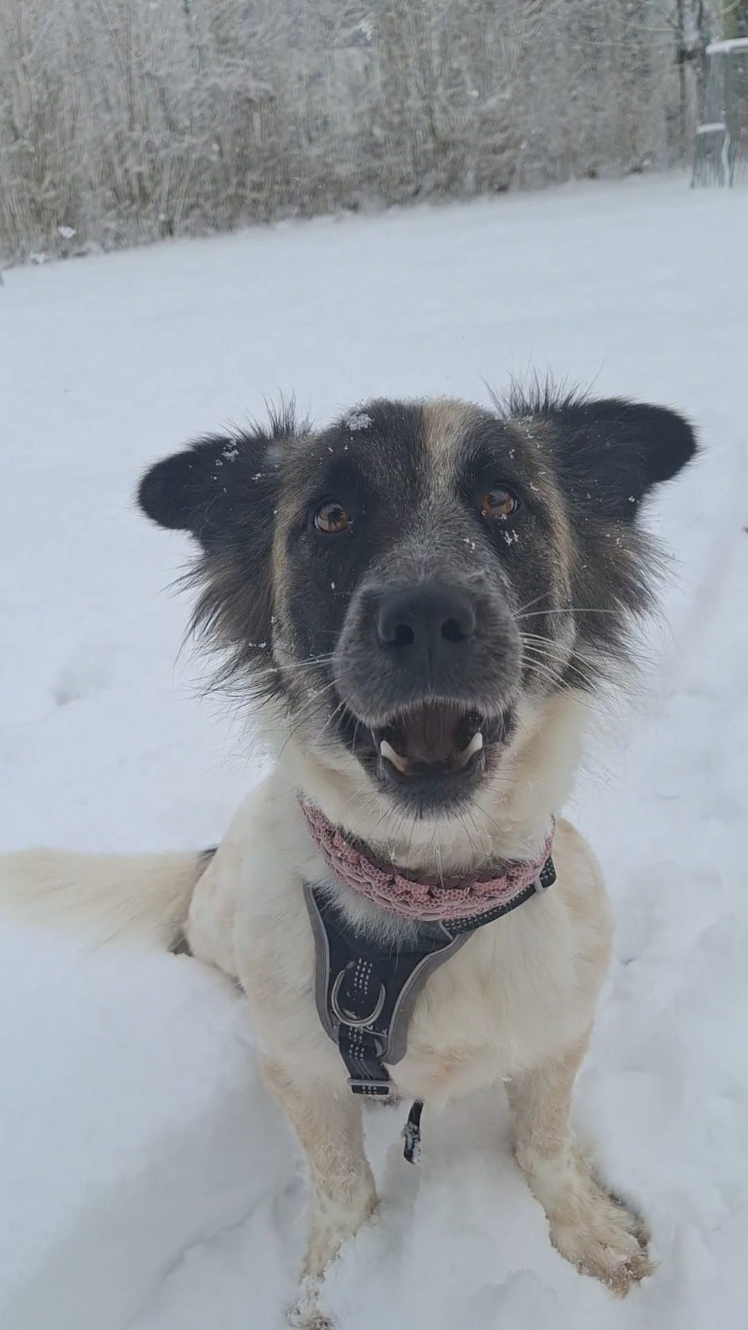 Wir freuen uns über 18 süße Lakritznasen, die über Umbra Can...