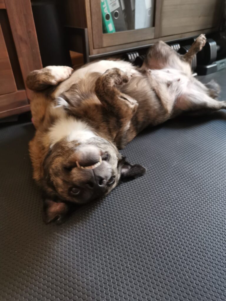 Xena ist eine wunderbar ruhige und ausgeglichene Hündin, die...