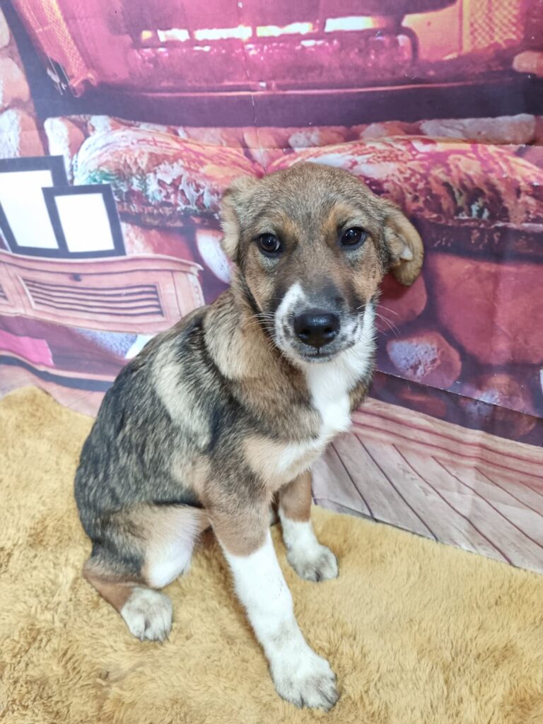 Umbra Canis - Gemeinsam stark für all/t/e Hundeseelen e.V. h...