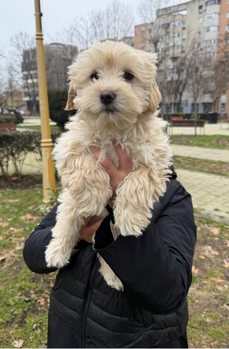 Umbra Canis - Gemeinsam stark für all/t/e Hundeseelen e.V. h...