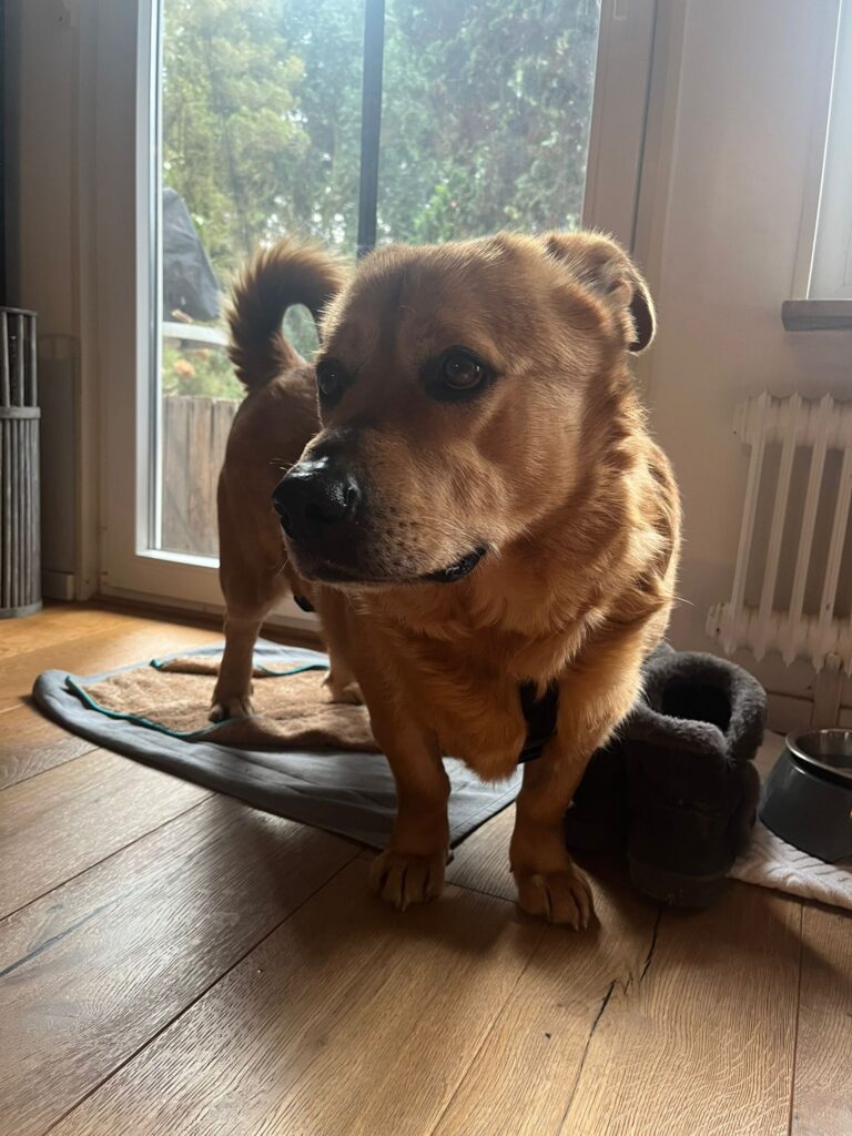 Umbra Canis - Gemeinsam stark für all/t/e Hundeseelen e.V. h...