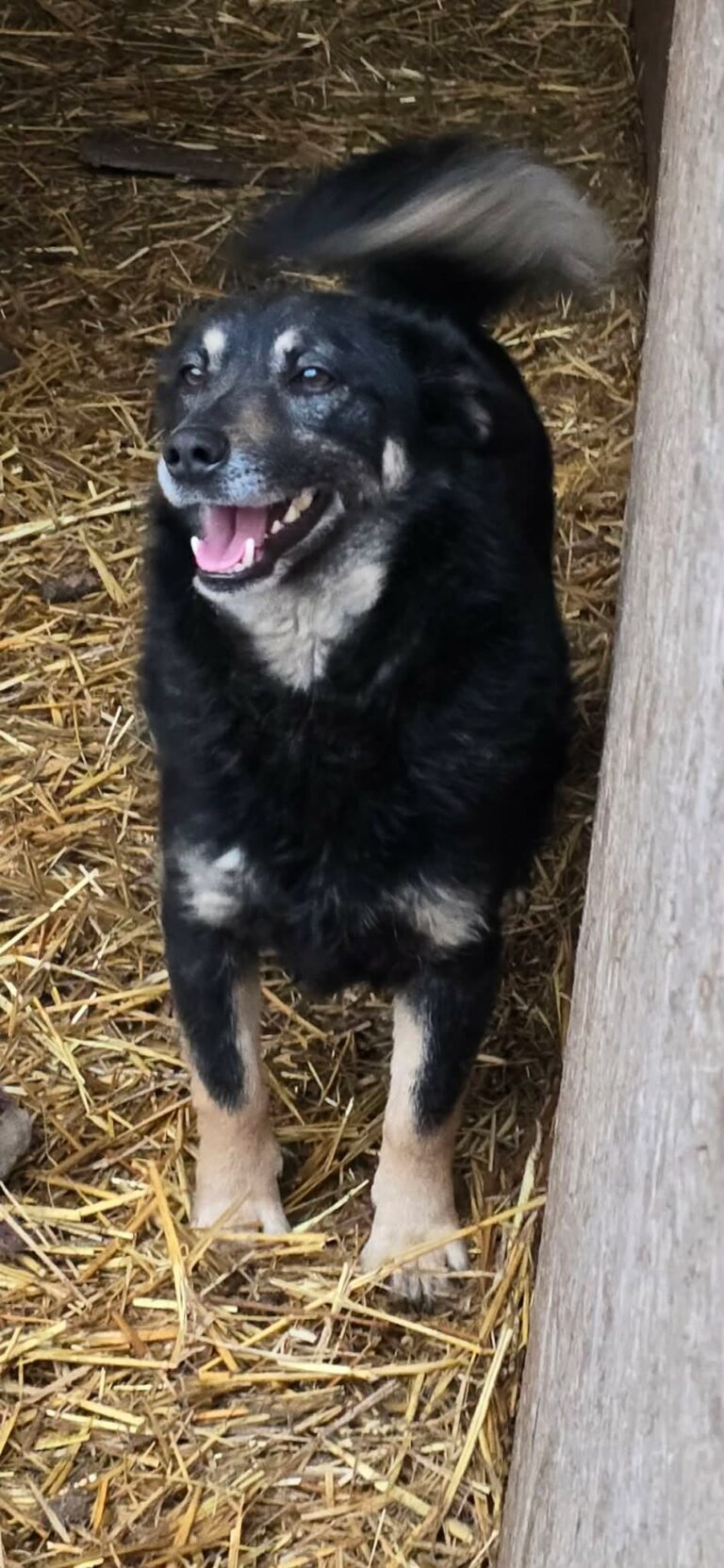Umbra Canis - Gemeinsam stark für all/t/e Hundeseelen e.V. h...