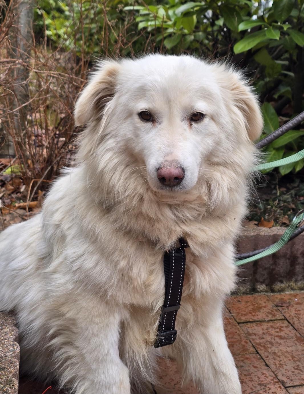 Umbra Canis - Gemeinsam stark für all/t/e Hundeseelen e.V. h...