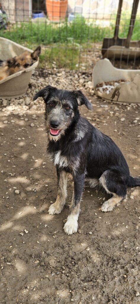 18 glückliche adoptierte Hundeseelen !