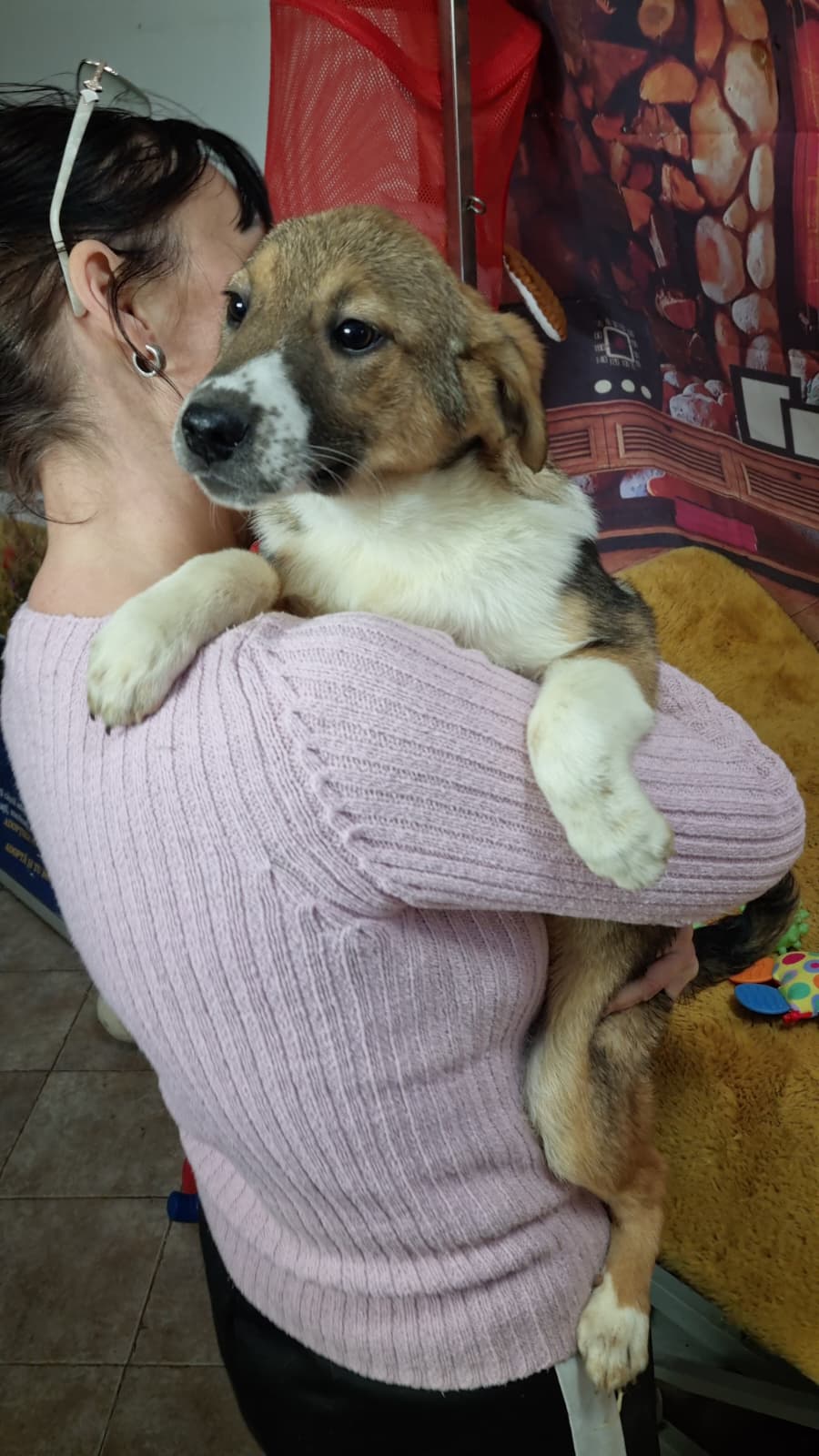 Umbra Canis - Gemeinsam stark für all/t/e Hundeseelen e.V. h...