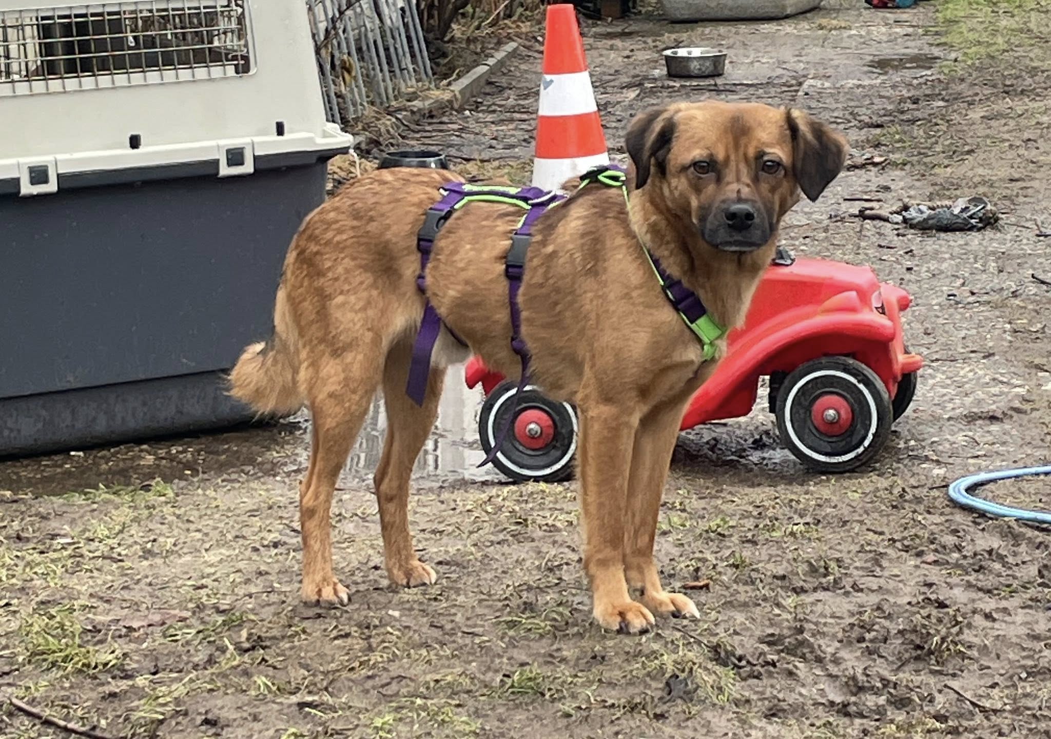 VERMITTLUNGSHILFE FROGGY...