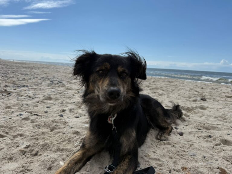 Umbra Canis - Gemeinsam stark für all/t/e Hundeseelen e.V. h...