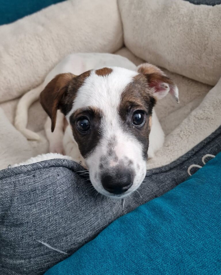 Große Freude bei uns ! 19 zauberhafte Hundeseelen haben über...