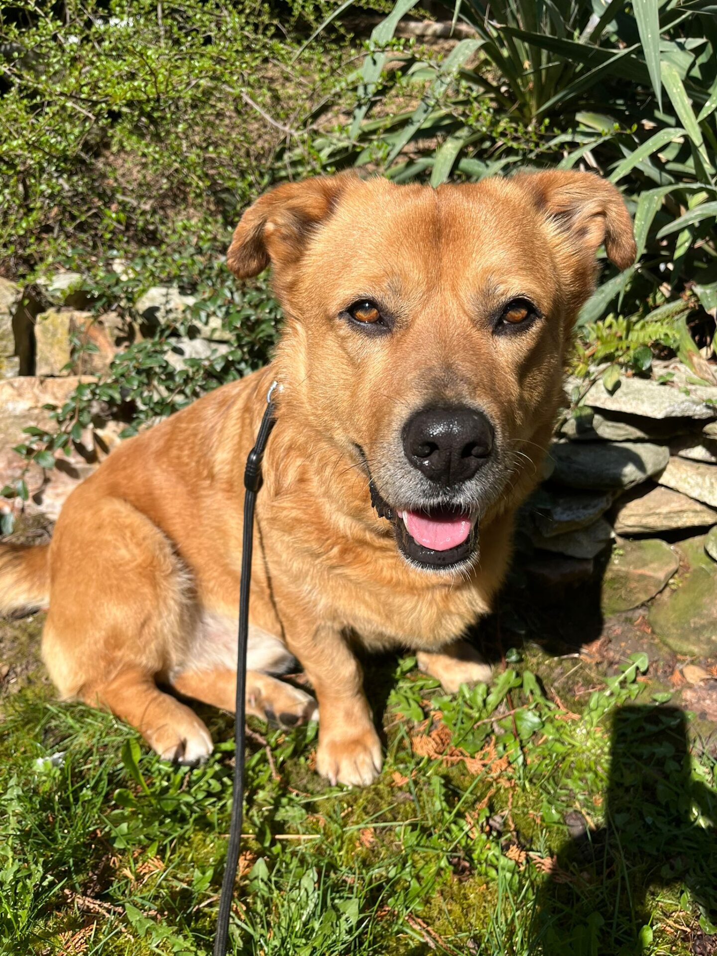 NOTFALL- Erfahrene Pflegestelle dringend gesucht für unseren...