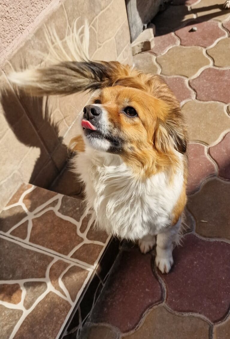 Umbra Canis - Gemeinsam stark für all/t/e Hundeseelen e.V. h...