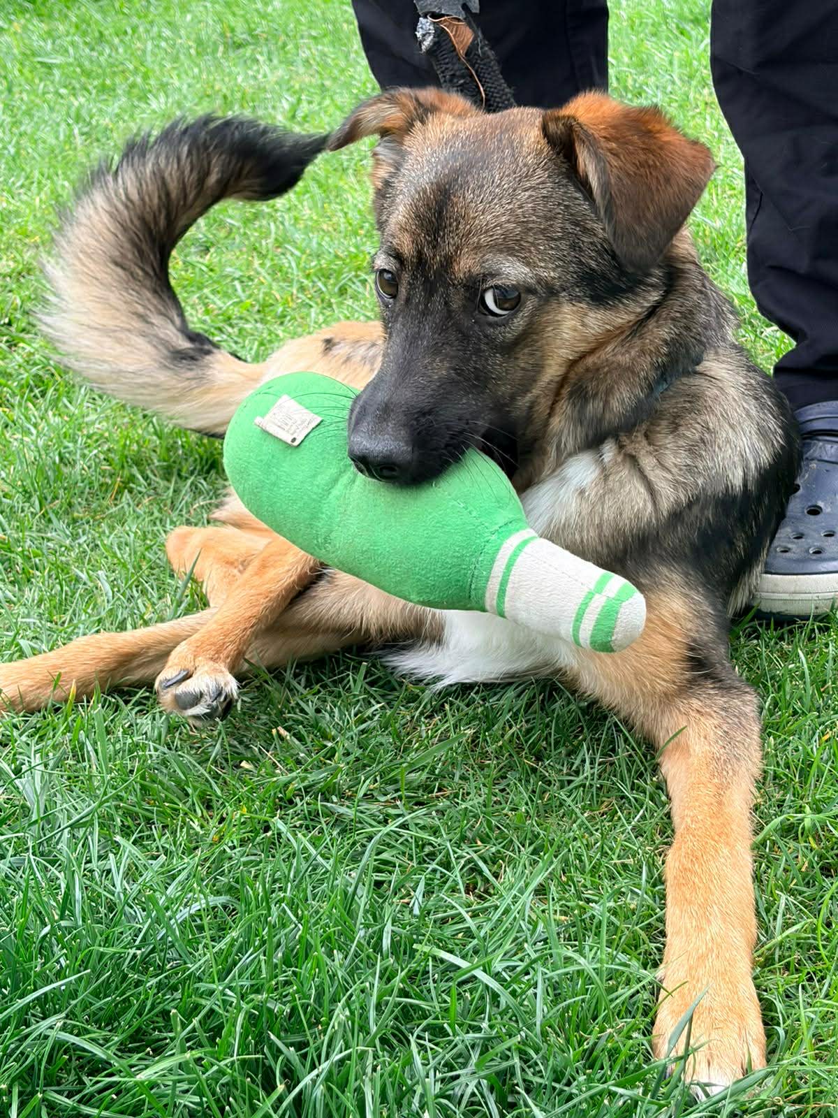 Umbra Canis - Gemeinsam stark für all/t/e Hundeseelen e.V. h...