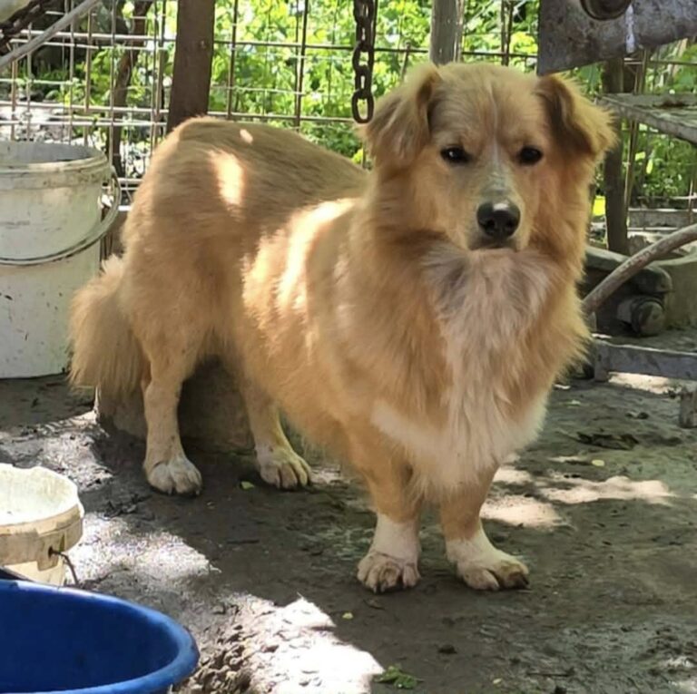 Der kleine Loki ist etwa 2 Jahre alt und lebt aktuell noch i...