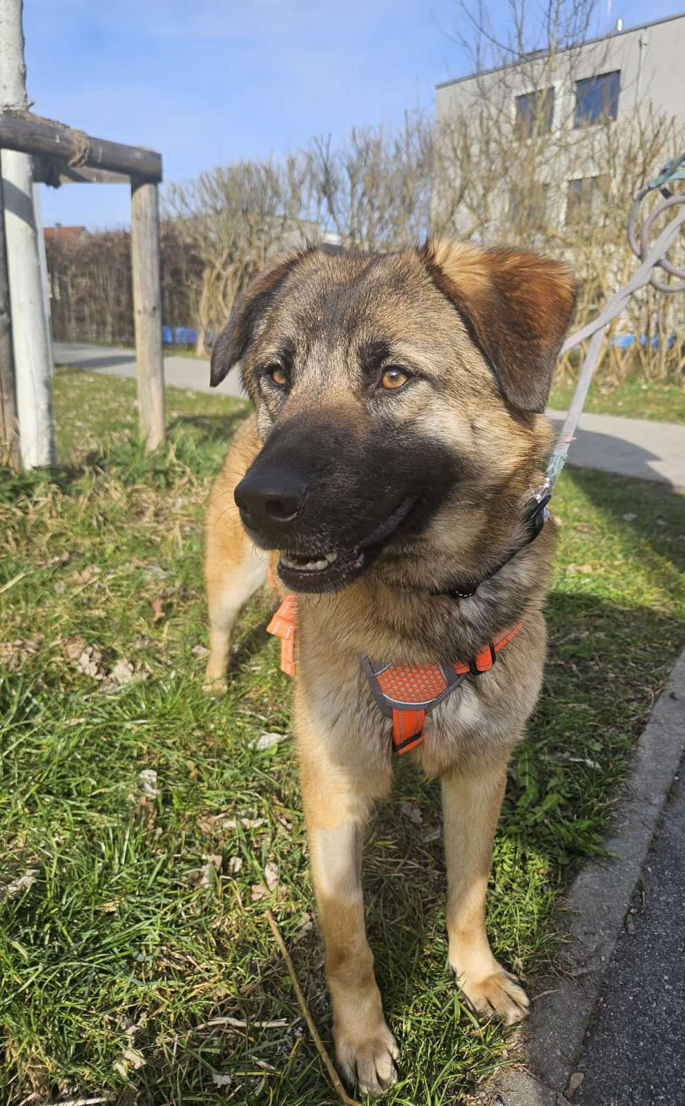 Umbra Canis - Gemeinsam stark für all/t/e Hundeseelen e.V. h...