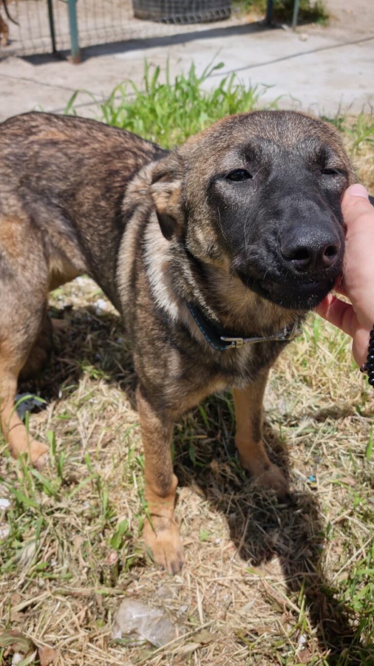 Umbra Canis - Gemeinsam stark für all/t/e Hundeseelen e.V. h...