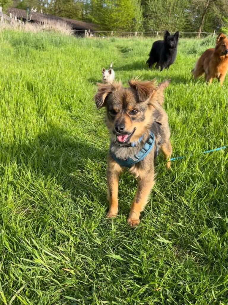 CHEWIE...