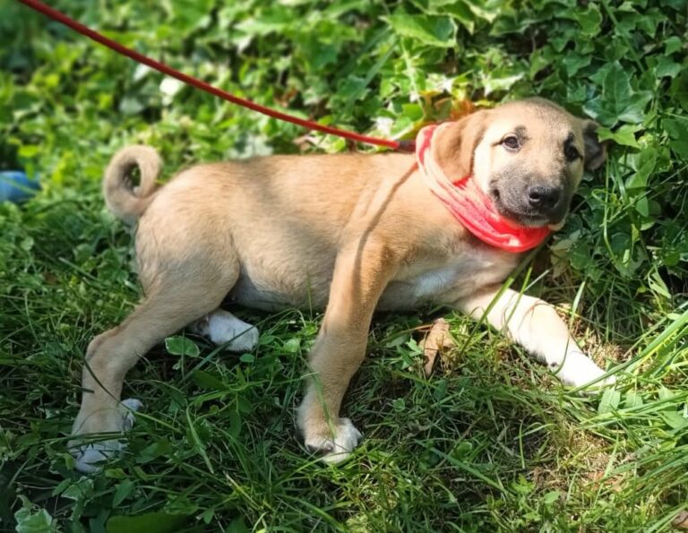 Umbra Canis - Gemeinsam stark für all/t/e Hundeseelen e.V. h...