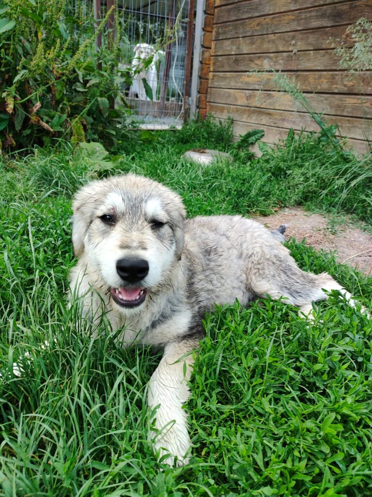 BALOO...